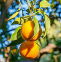 Citrus aurantium 'Fraser Seville' (standard form)