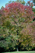 Fraxinus americana 'Autumn Purple'