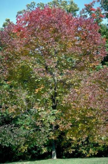 Fraxinus americana 'Autumn Purple'