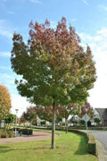 Fraxinus angustifolia 'Raywood'