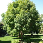 Fraxinus uhdei 'Majestic Beauty'