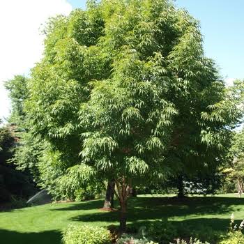 Fraxinus uhdei 'Majestic Beauty'