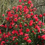 Camellia × hiemalis 'Freedom Bell'
