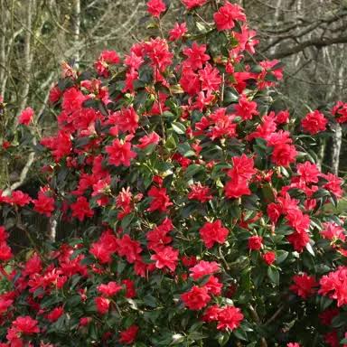 Camellia × hiemalis 'Freedom Bell'