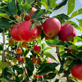 Malus domestica 'Fuji' (ultra-dwarf form)