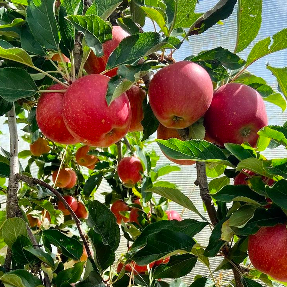 Malus domestica 'Fuji' (ultra-dwarf form)