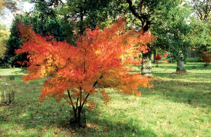 Acer palmatum var. dissectum 'Seiryu'