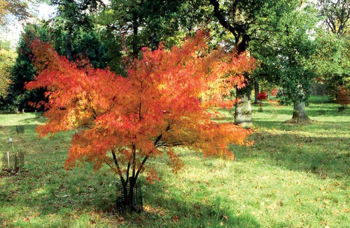 Acer palmatum var. dissectum 'Seiryu'
