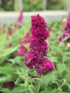 Buddleja davidii 'Funky Fuchsia'