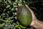 Avocado GEM