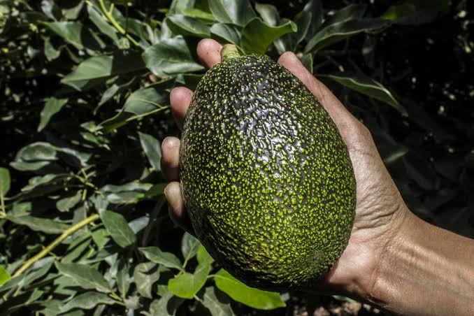 Avocado GEM