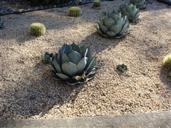 Golden Queen Decomposed Granite
