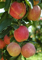 Malus domestica 'Gala'