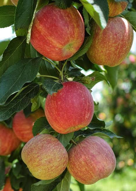 Malus domestica 'Gala'
