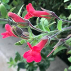 Galvezia speciosa 'Firecracker'