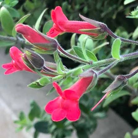 Galvezia speciosa 'Firecracker'