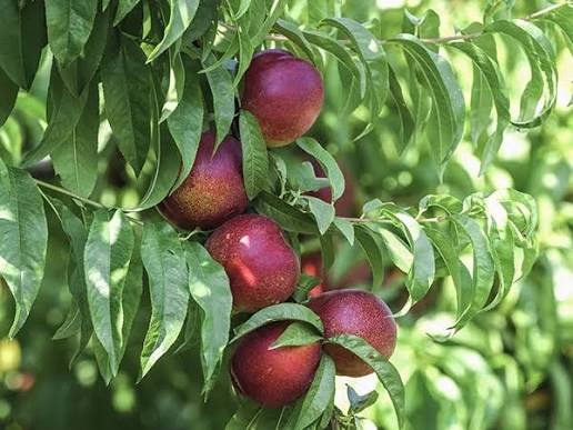 Prunus persica var. nucipersica 'Garden Delight' (barrel form)