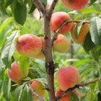 Prunus persica 'Garden Gold' (barrel form)