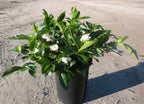 Gardenia jasminoides 'Mystery'