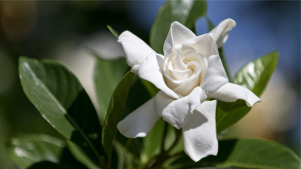 Gardenia jasminoides 'Radicans'