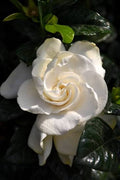 Gardenia jasminoides 'Sweet Tea'