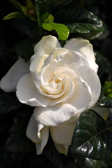 Gardenia jasminoides 'Sweet Tea'