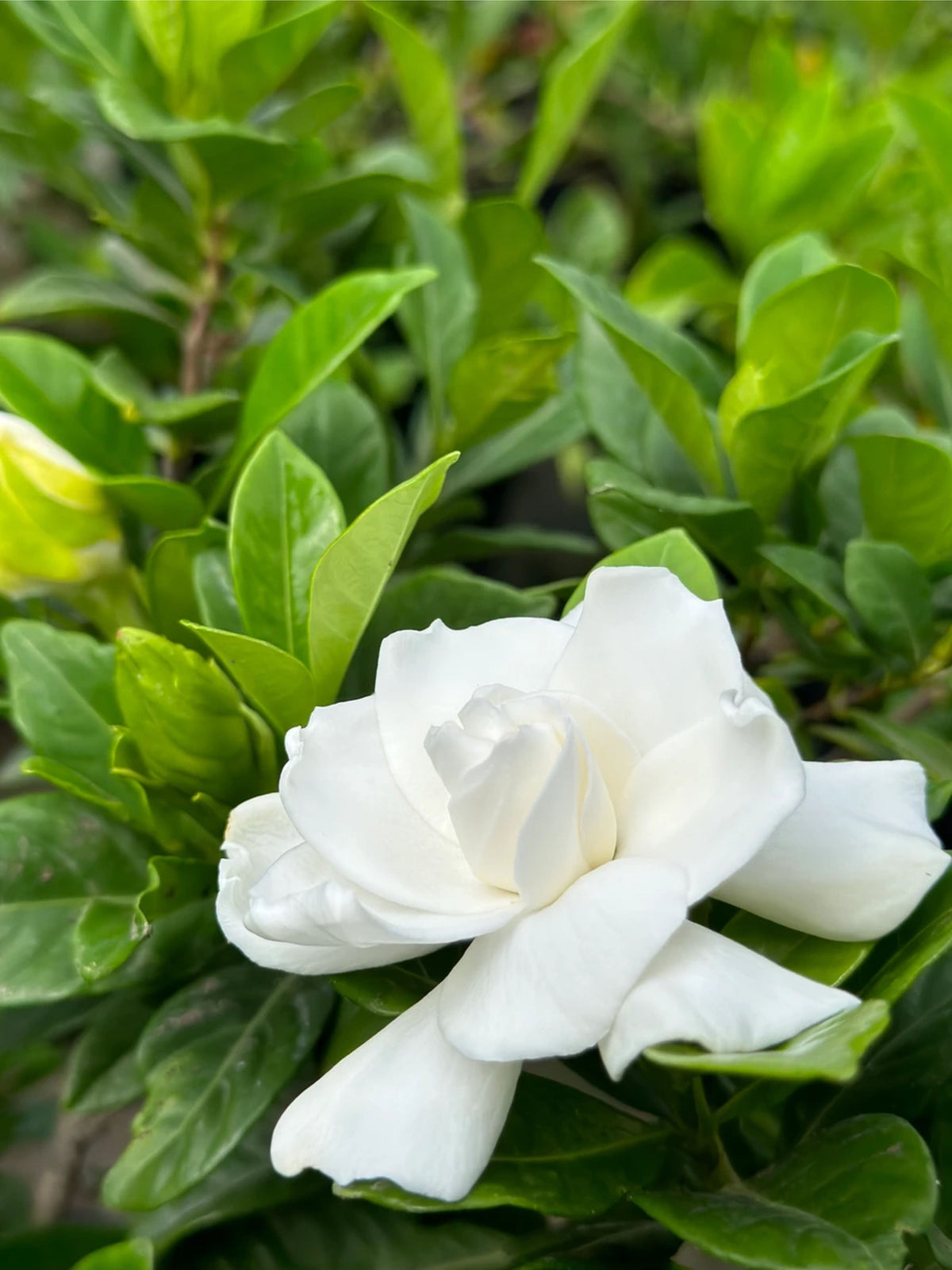 Gardenia jasminoides 'Veitchii'