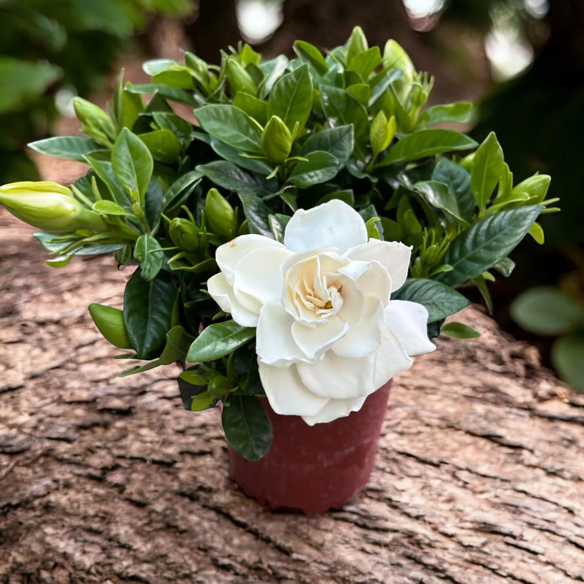 Gardenia jasminoides (assorted varieties, decorative form)