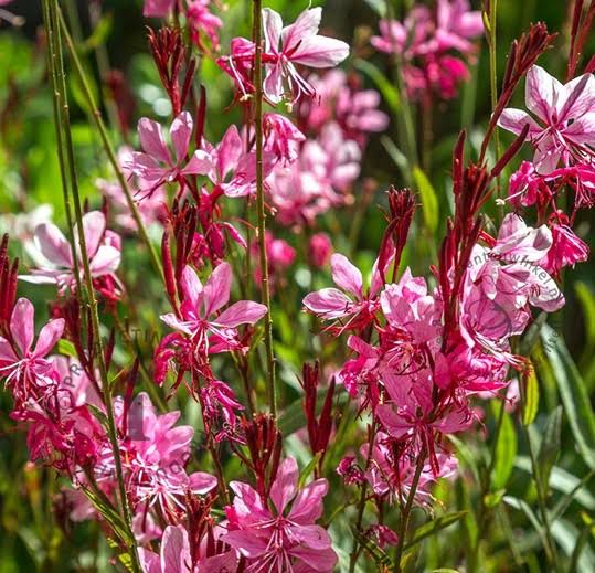Gaura lindheimeri 'Siskiyou Pink'