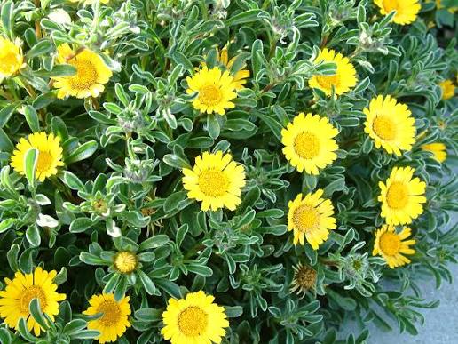 Gazania 'Mitsuya Yellow'
