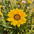 Gazania 'Yellow' (clumping form)