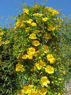 Gelsemium sempervirens (staked form)