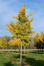 Ginkgo biloba 'Autumn Gold'