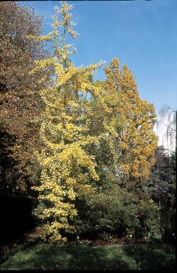 Ginkgo biloba 'Fairmont'