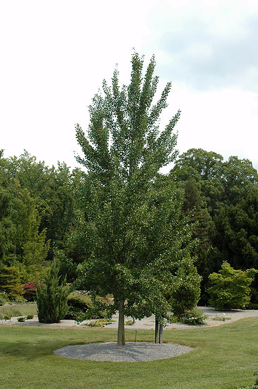Ginkgo biloba 'Magyar'