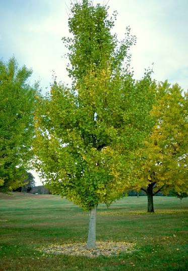 Ginkgo biloba 'Princeton Sentry'