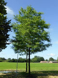 Gleditsia triacanthos 'Shademaster'