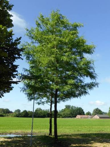 Gleditsia triacanthos 'Shademaster'