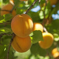 Prunus armeniaca 'Gold Kist'