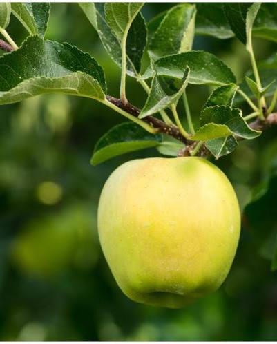 Malus domestica 'Golden Delicious' (ultra-dwarf form)