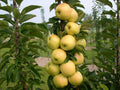Malus domestica 'Golden Sentinel' (column form)