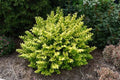Ligustrum ovalifolium 'Golden Ticket'