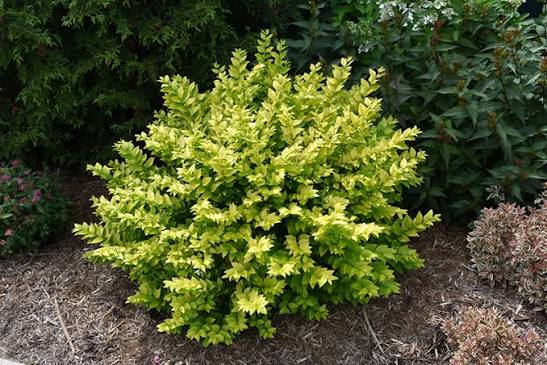 Ligustrum ovalifolium 'Golden Ticket'