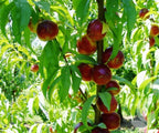 Prunus persica 'Goldmine'
