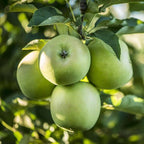 Malus domestica 'Granny Smith'