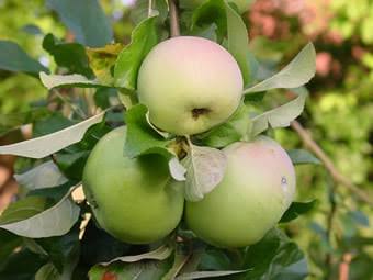 Malus domestica 'Gravenstein'