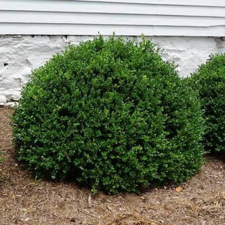 Buxus microphylla var. japonica 'Green Beauty'