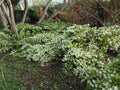 Loropetalum chinense (green-leaved form)