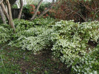 Loropetalum chinense (green-leaved form)