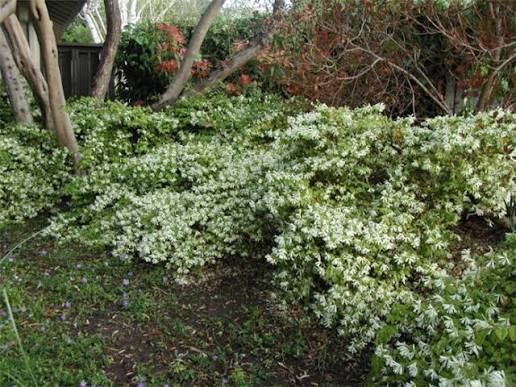 Loropetalum chinense (green-leaved form)